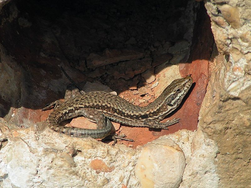 wall lizard